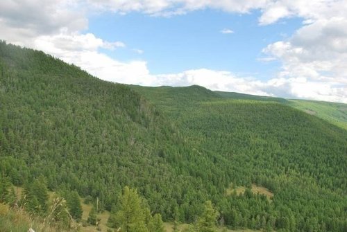 Монгол нутагтаа тэрбум мод ургуулчихвал мөн сайхан аа